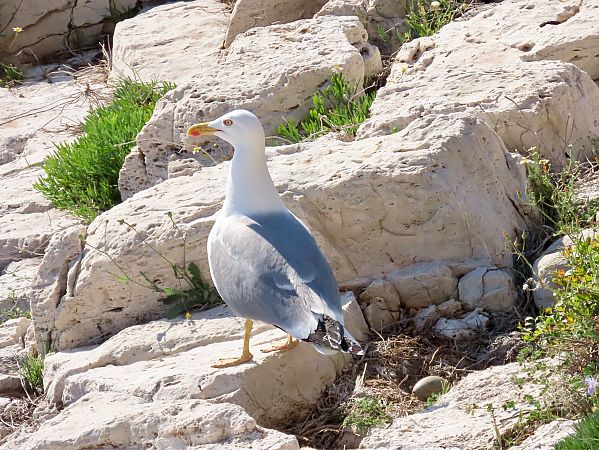 Gabbiano reale  - Giuseppe Mirlocca