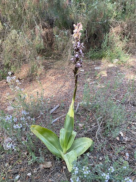 Himantoglossum robertianum  - Cesc Vidal Vilaseca