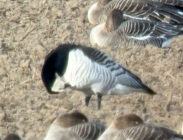 bernikla białolica  - Artur Andrzejewski