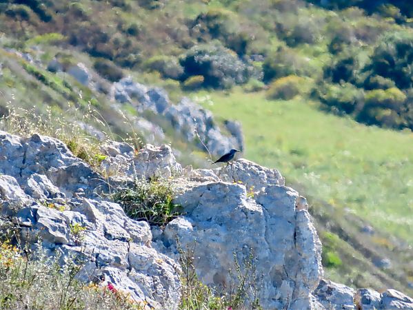 Passero solitario  - Giuseppe Mirlocca