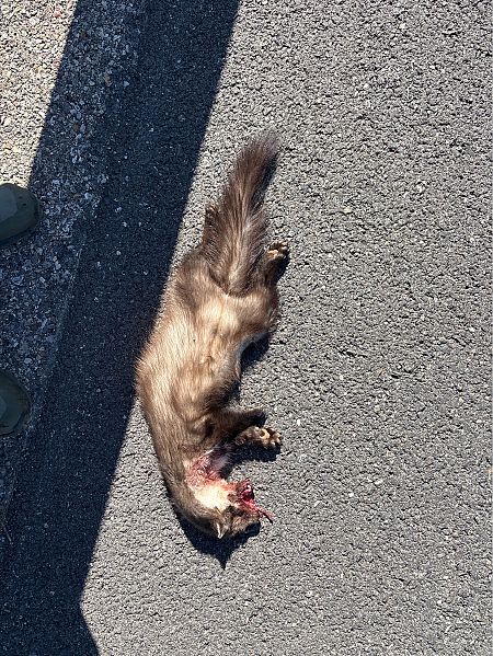 Fagina, gorjablanc  - Josep Palet