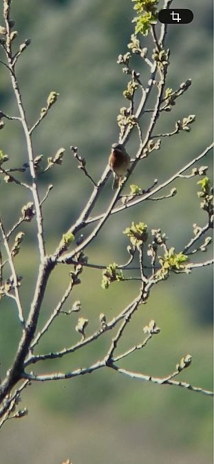 Sterpazzolina  - Dominic Strempel