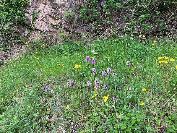 Orchis simia  - Florent de Gasperis