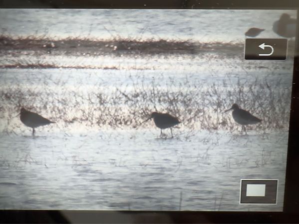 Barge rousse  - Anonyme