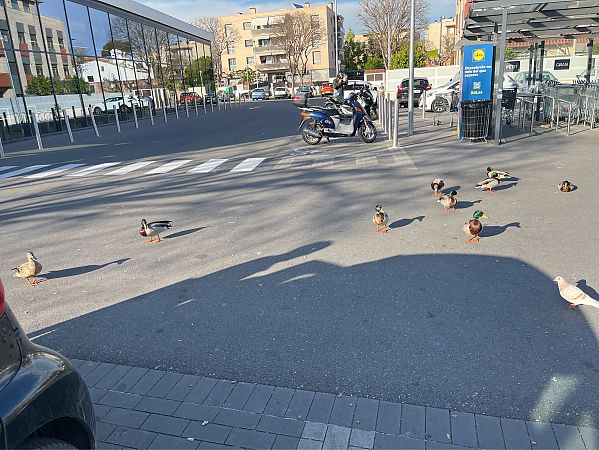 Ànec collverd  - Yana Antonenko