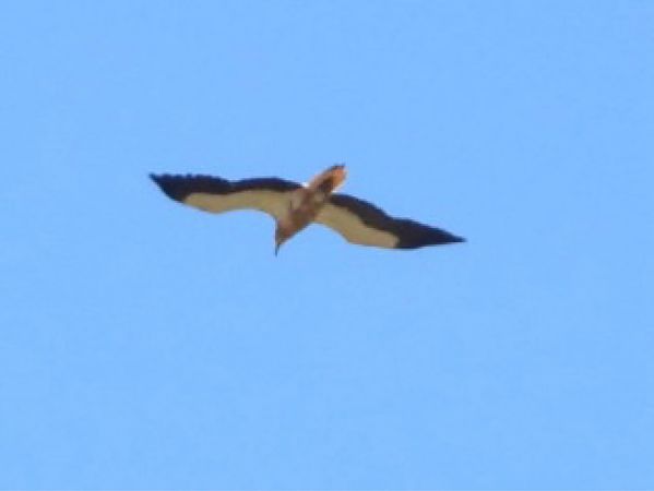 Sai zuria  - Agustín Rivas