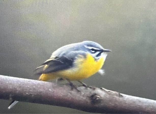 Gebirgsstelze  - Artur Andrzejewski