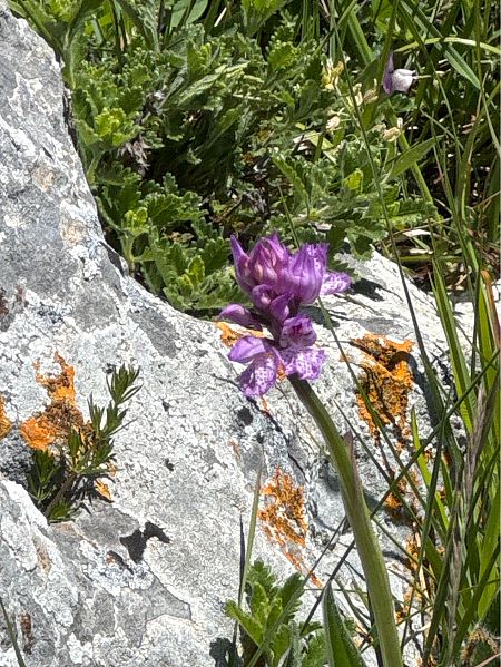 Neotinea tridentata  - Antonio Mazzone