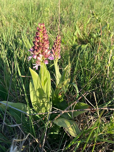 Orchis purpurea  - Damien Darbelet