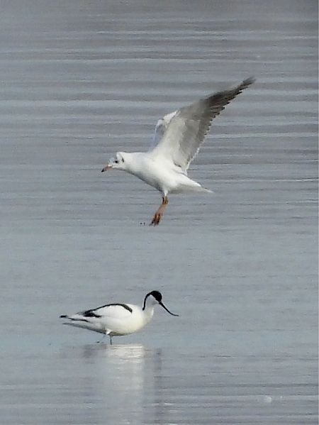 Avocette élégante  - Bernd Hagen