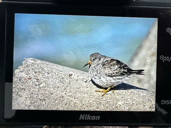 biegus morski  - Igor Sobczak