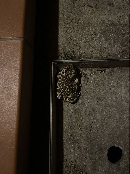 Rospo smeraldino (tutte le specie)  - Pier Luigi Taiariol