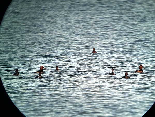 podgorzałka  - Artur Andrzejewski