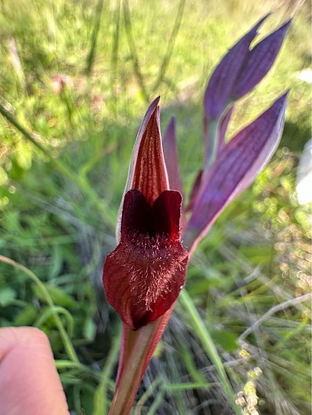 Serapias vomeracea  - Roman Monnier