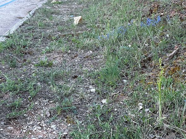 Ophrys passionis  - Pep Sole