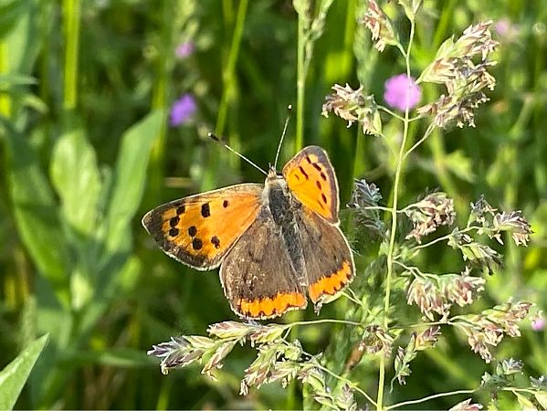 Lycaena phlaeas  - Maria Rita Gelso