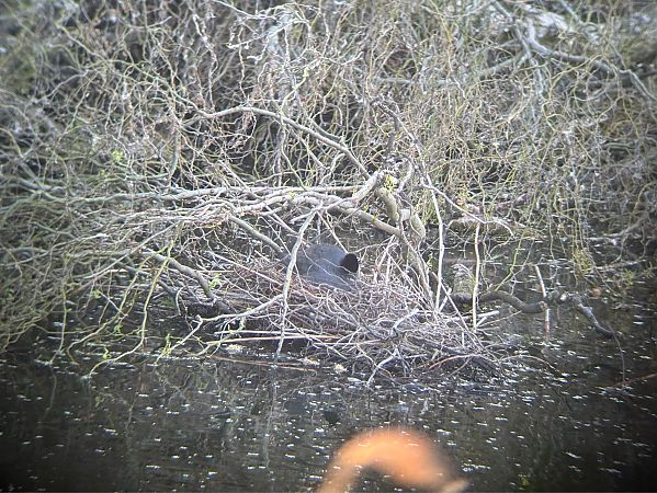 Folaga  - Giacomo Sighele