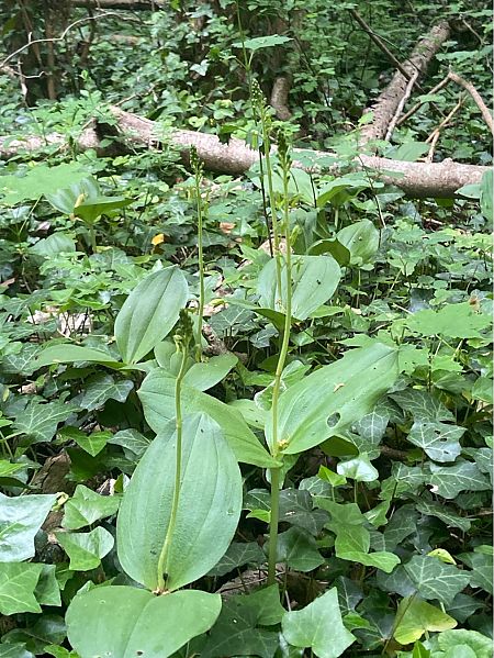Neottia ovata  - Jean-Pierre Crepeau