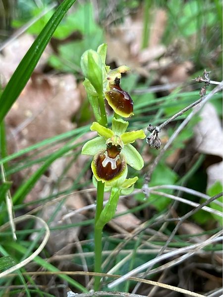 Ophrys litigiosa  - Florent de Gasperis