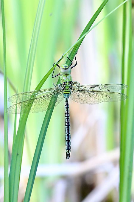 Anax imperator  - Andrea Galimberti