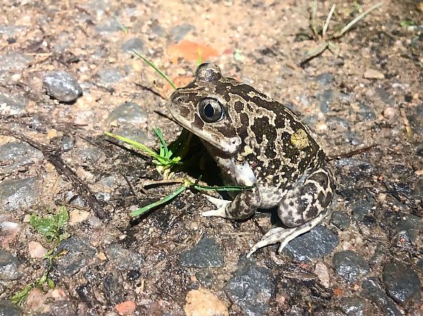 Gripau d'esperons  - Ramon Prat Espelt