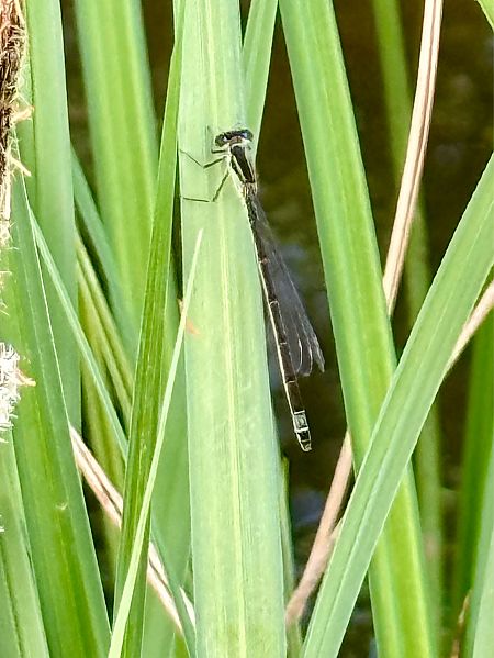 Ischnura elegans  - Andrea Galimberti
