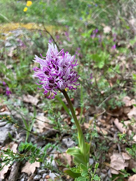Orchis simia  - Florent de Gasperis