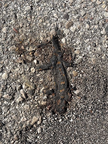 Salamandra pezzata  - Fabrizio Florit (FVG)