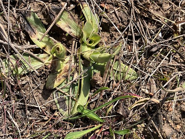 Ophrys indet. group. scolopax  - Florent de Gasperis