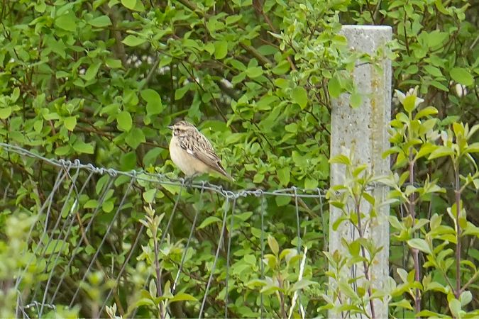 Stiaccino  - Florian Gasser