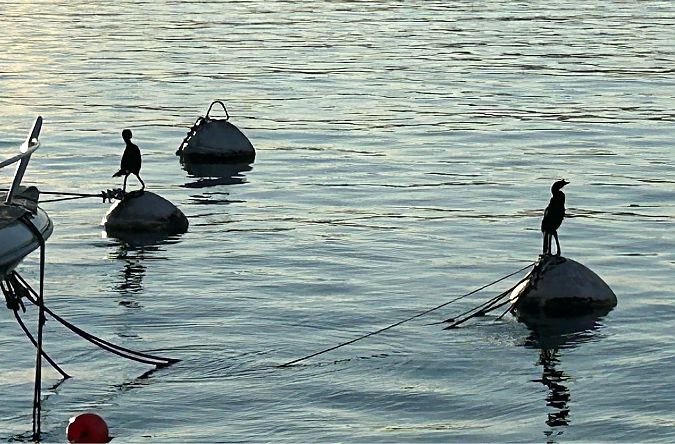 Pygmy Cormorant  - Katja Hüve