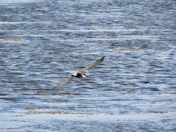 Mignattino piombato  - Giuseppe Mirlocca