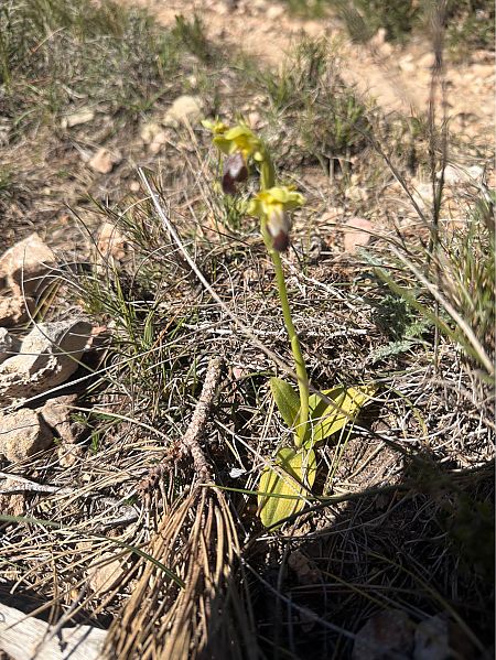 Ophrys forestieri  - David Vilasís Boix