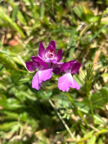 Anacamptis papilionacea  - Roman Monnier