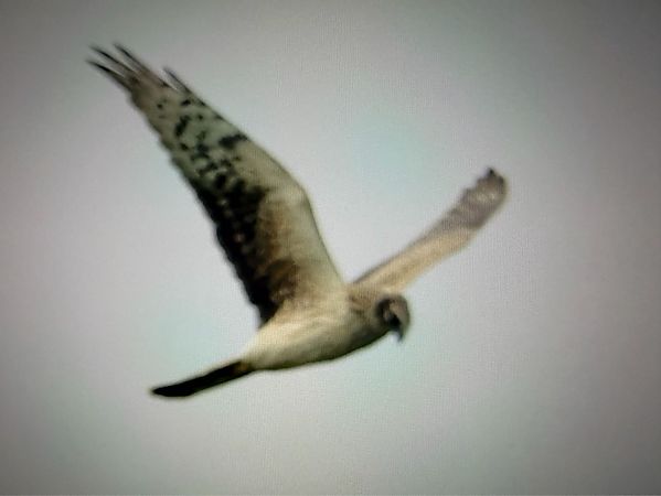 Busard cendré  - Günther Körmöczi