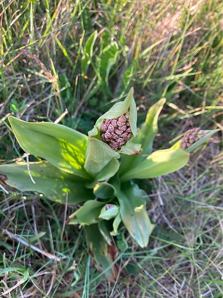 Orchis purpurea  - Damien Darbelet