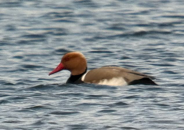 hełmiatka  - Artur Andrzejewski