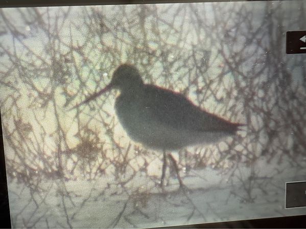 Barge rousse  - Anonyme