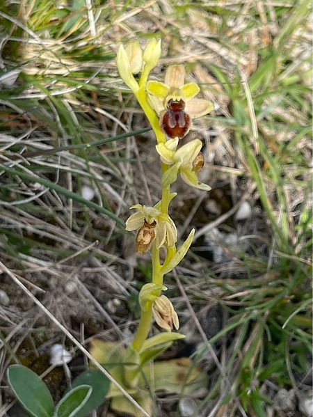 Ophrys araneola  - Céline Rousselle