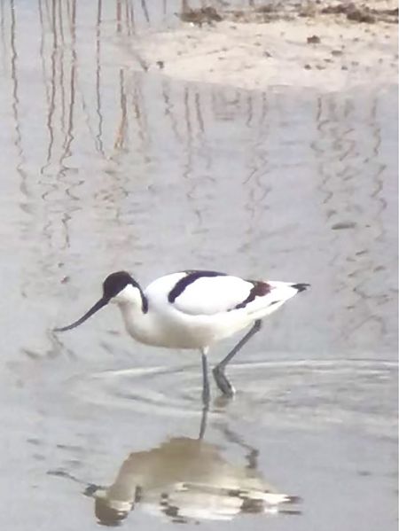 szablodziób  - Robert Wysocki