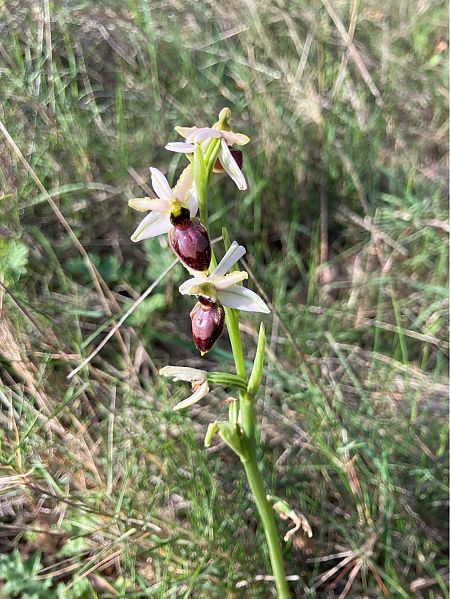 Ophrys exaltata subsp. marzuola  - Florent de Gasperis