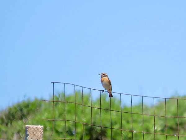 Stiaccino  - Giuseppe Mirlocca
