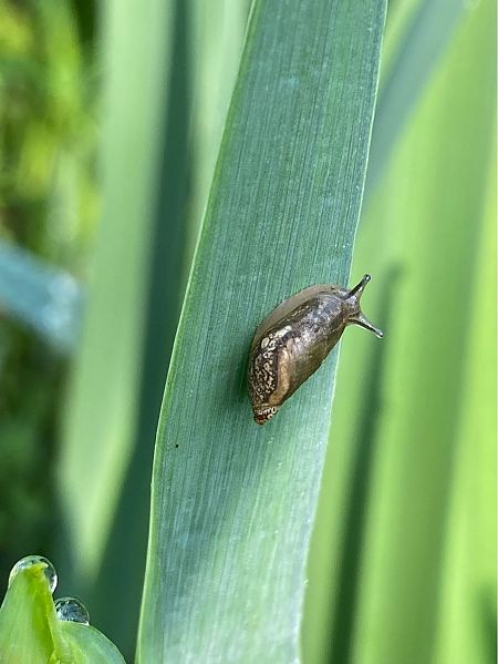 Oxyloma elegans  - Maria Rita Gelso