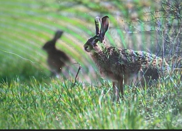 Lepre appenninica  - Federico Pino