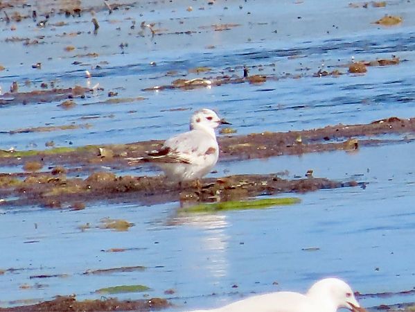 Gabbianello  - Giuseppe Mirlocca