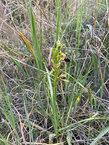 Ophrys passionis  - Cesc Vidal Vilaseca