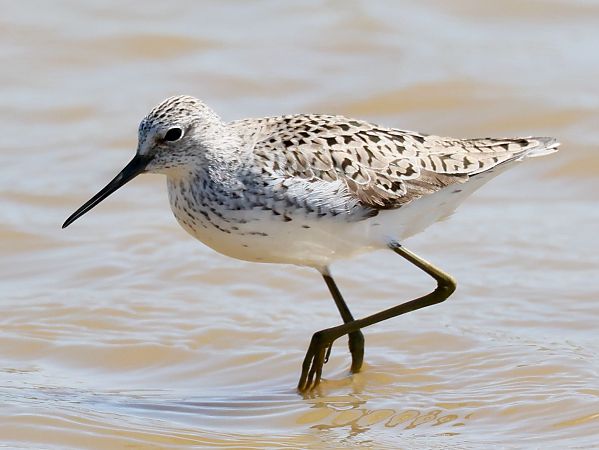 Chevalier stagnatile  - Michael Hafner