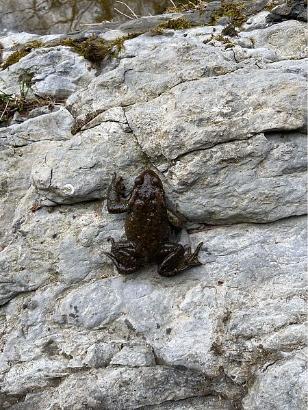 Gripau comú  - Jan Artola Llorens