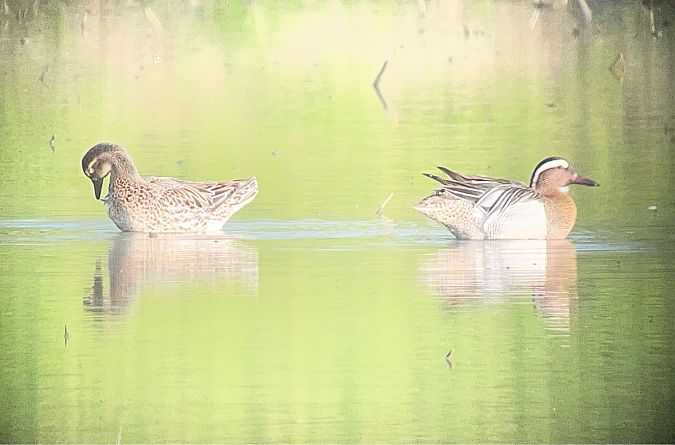 Marzaiola  - Davide Aldi