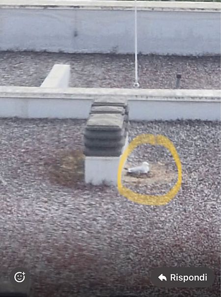 Gabbiano reale  - Carlo Ciani